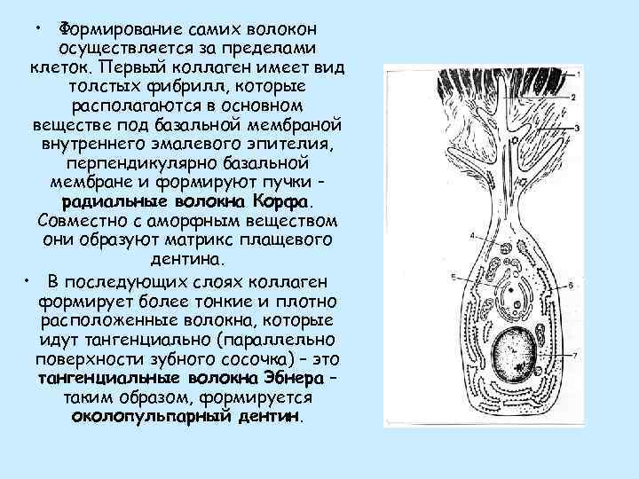  • Формирование самих волокон осуществляется за пределами клеток. Первый коллаген имеет вид толстых