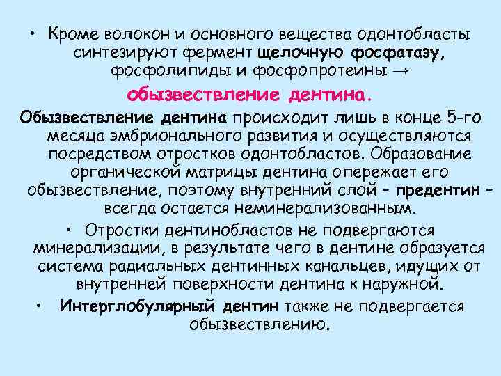  • Кроме волокон и основного вещества одонтобласты синтезируют фермент щелочную фосфатазу, фосфолипиды и
