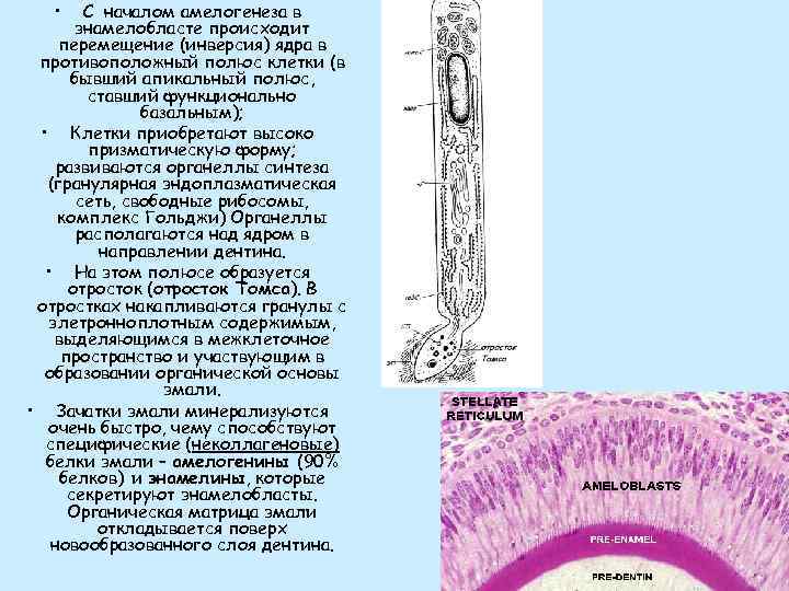  • С началом амелогенеза в энамелобласте происходит перемещение (инверсия) ядра в противоположный полюс