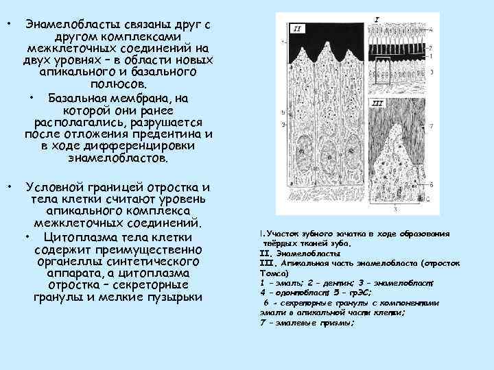  • Энамелобласты связаны друг с другом комплексами межклеточных соединений на двух уровнях –