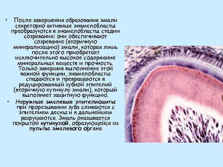 Зубы являются видоизменением чешуи. Энамелобласты. Энамелобласт. Изменения энамелобластов при секреции и созревании эмали.. Энамелобласт строение.