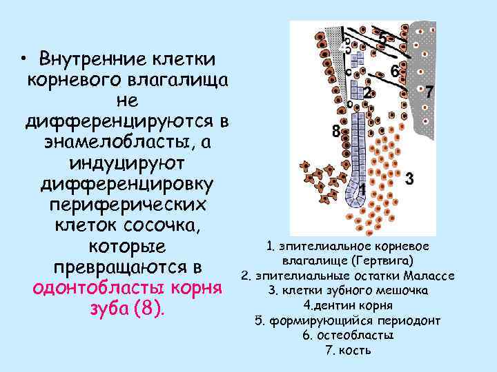  • Внутренние клетки корневого влагалища не дифференцируются в энамелобласты, а индуцируют дифференцировку периферических