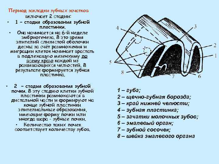 Период закладки зубных зачатков включает 2 стадии: • 1 – стадия образования зубной пластинки.