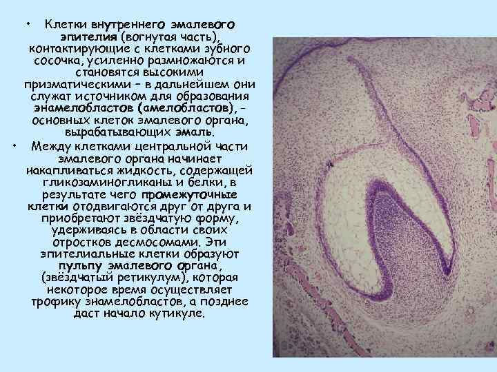  • Клетки внутреннего эмалевого эпителия (вогнутая часть), контактирующие с клетками зубного сосочка, усиленно
