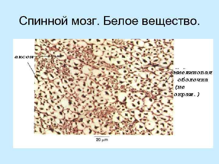 Спинной мозг. Белое вещество. 