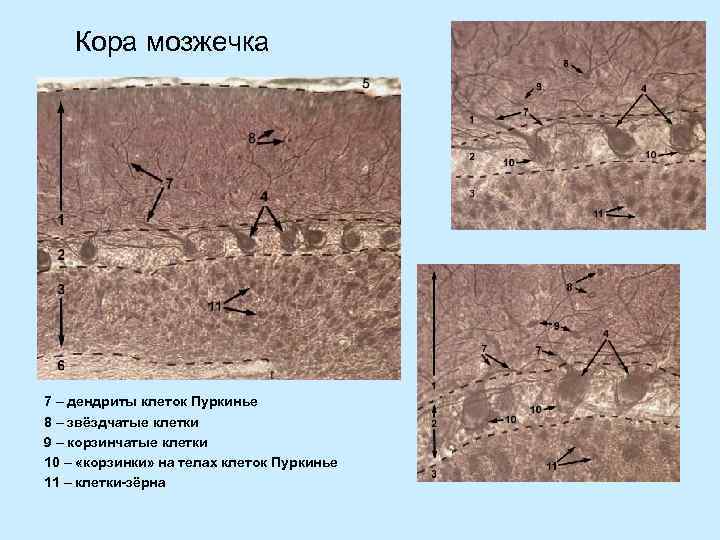 Кора мозжечка 7 – дендриты клеток Пуркинье 8 – звёздчатые клетки 9 – корзинчатые