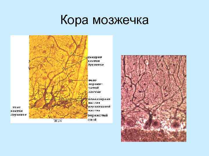 Кора мозжечка 