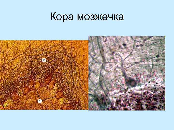 Кора мозжечка 