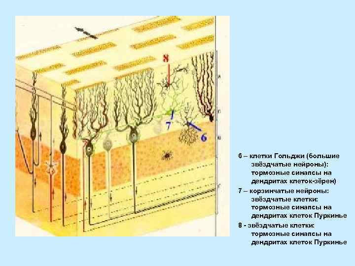 6 – клетки Гольджи (большие звёздчатые нейроны): тормозные синапсы на дендритах клеток-зёрен) 7 –
