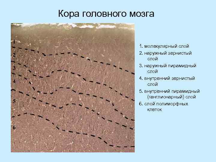 Кора головного мозга 1. молекулярный слой 2. наружный зернистый слой 3. наружный пирамидный слой
