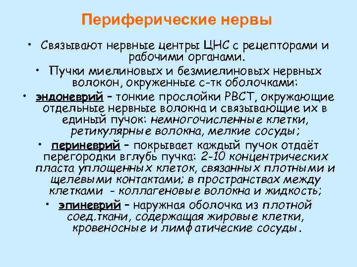 Периферические нервы • Связывают нервные центры ЦНС с рецепторами и рабочими органами. • Пучки