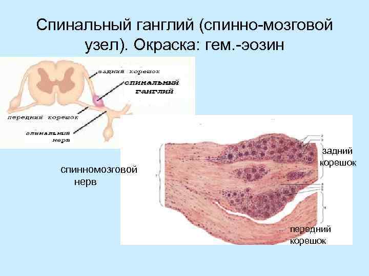 Спинальный ганглий (спинно-мозговой узел). Окраска: гем. -эозин спинномозговой нерв задний корешок передний корешок 