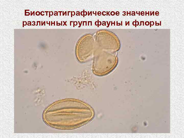 Биостратиграфическое значение различных групп фауны и флоры 