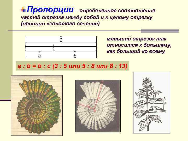 Пропорции – определенное соотношение частей отрезка между собой и к целому отрезку (принцип «золотого