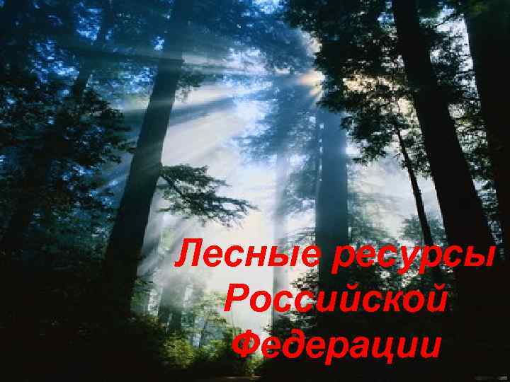 Лесные ресурсы Российской Федерации 