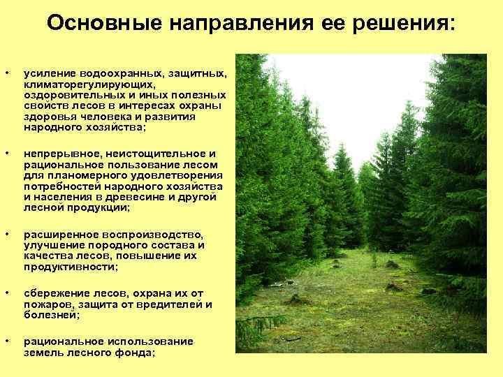 Основные направления ее решения: • усиление водоохранных, защитных, климаторегулирующих, оздоровительных и иных полезных свойств