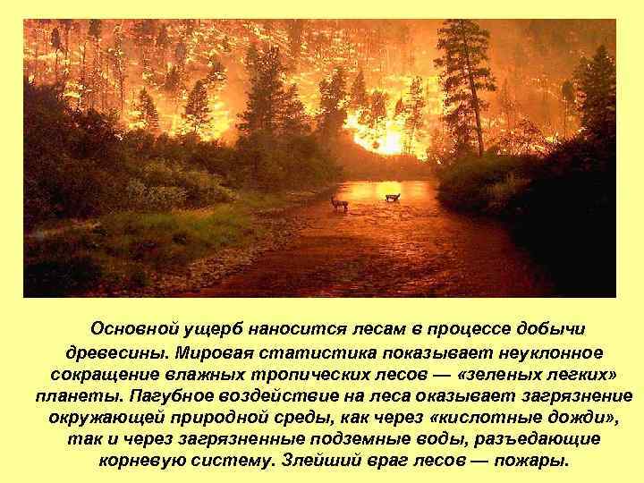 Основной ущерб наносится лесам в процессе добычи древесины. Мировая статистика показывает неуклонное сокращение влажных
