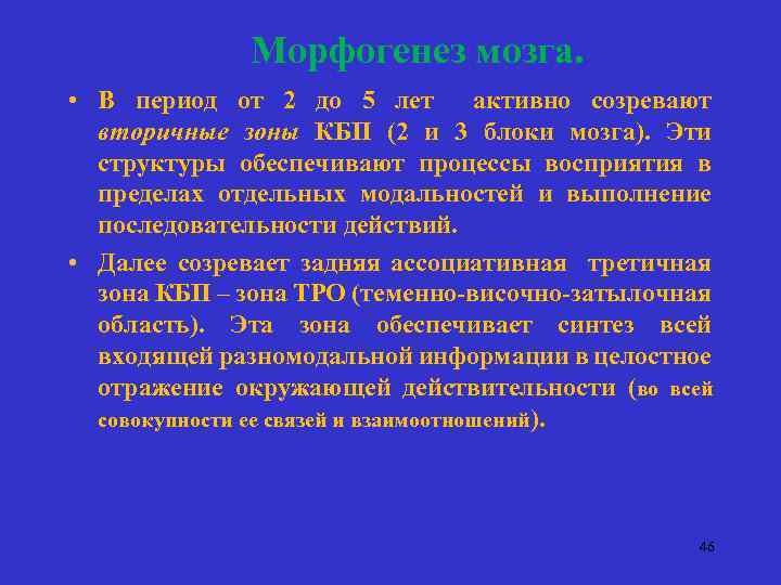 Морфогенез мозга. • В период от 2 до 5 лет активно созревают вторичные зоны