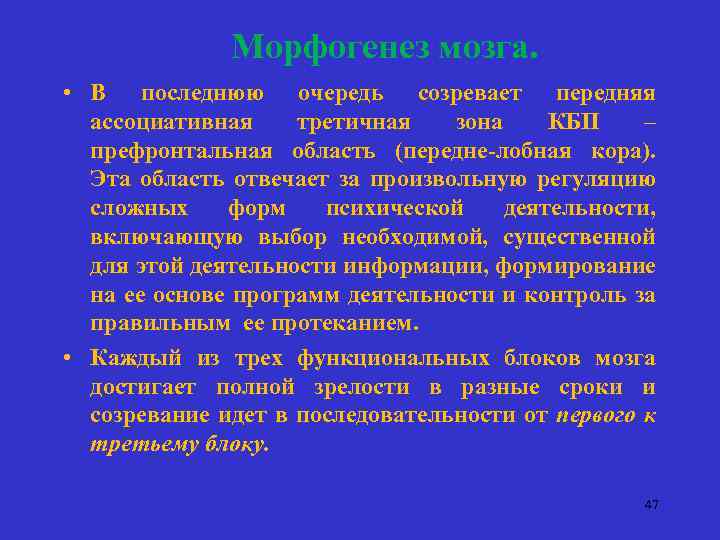 Морфогенез мозга. • В последнюю очередь созревает передняя ассоциативная третичная зона КБП – префронтальная