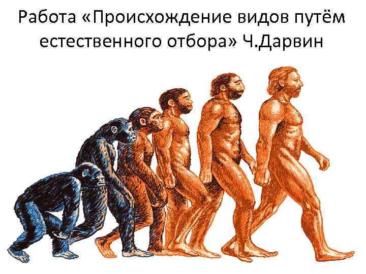 Работа «Происхождение видов путём естественного отбора» Ч. Дарвин 