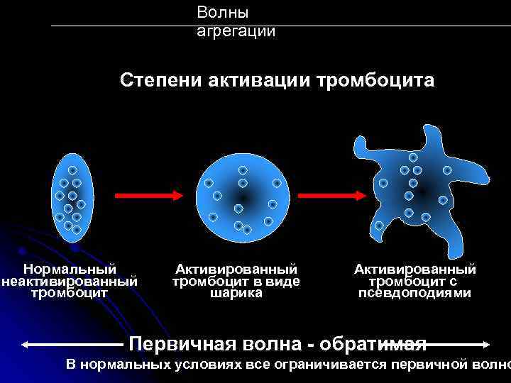 Волны агрегации Степени активации тромбоцита Нормальный неактивированный тромбоцит Активированный тромбоцит в виде шарика Активированный