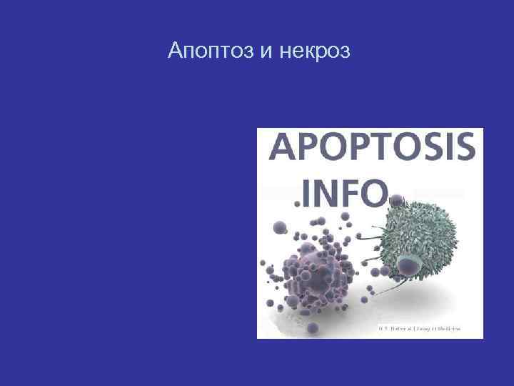 Апоптоз и некроз 
