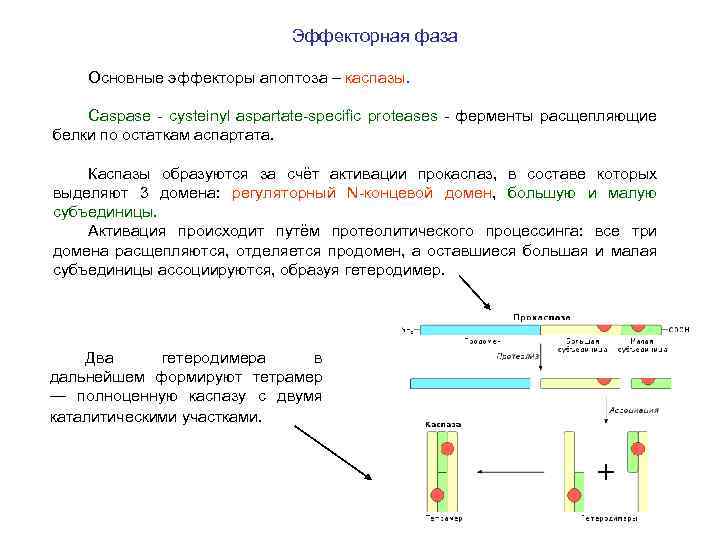 Эффекторная фаза Основные эффекторы апоптоза – каспазы. Caspase - cysteinyl aspartate-specific proteases - ферменты