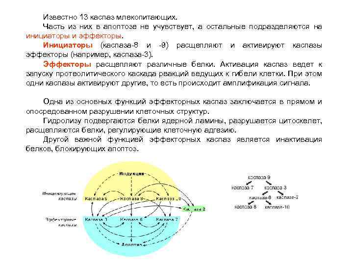 Известно 13 каспаз млекопитающих. Часть из них в апоптозе не учувствует, а остальные подразделяются