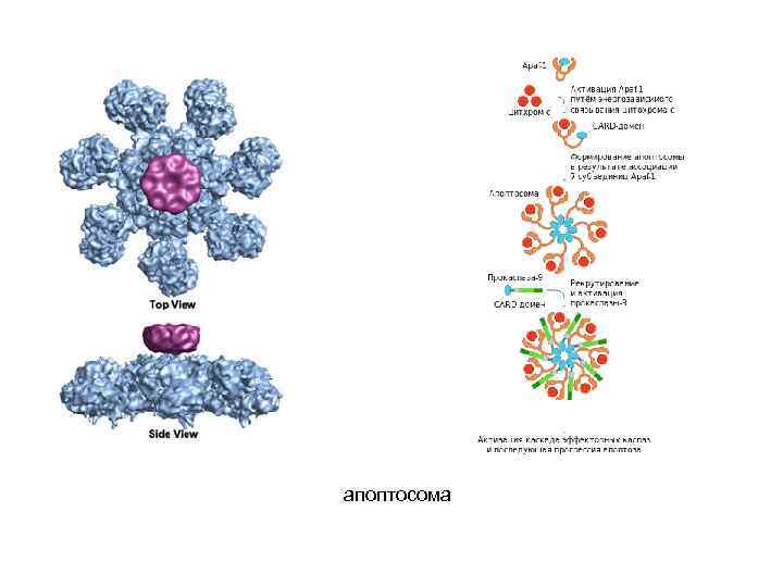 апоптосома 