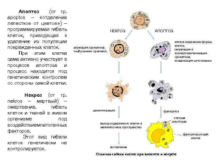 Необратимые изменения клетки. Схема гибели клеточного ядра. Схема гибели клеточного ядра при апоптозе. Гибель клеток при некрозе и апоптозе. Морфологические изменения ядра в процессе гибели клеток.