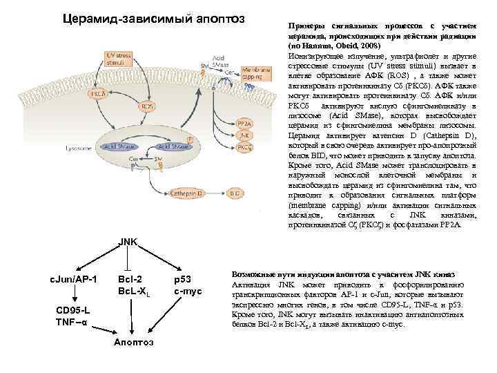 Церамид-зависимый апоптоз Примеры сигнальных процессов с участием церамида, происходищих при действии радиации (по Hannun,