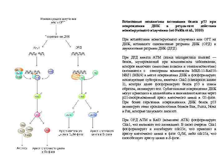 Возможные механизмы активации белка р53 при повреждении ДНК в результате действия ионизирующего излучения (по