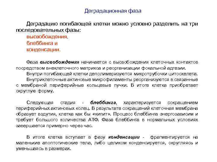 Деградационная фаза Деградацию погибающей клетки можно условно разделить на три последовательных фазы: высвобождения, блеббинга