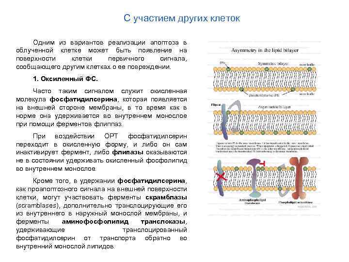 С участием других клеток Одним из вариантов реализации апоптоза в облученной клетке может быть