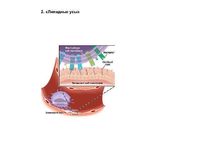 2. «Липидные усы» 