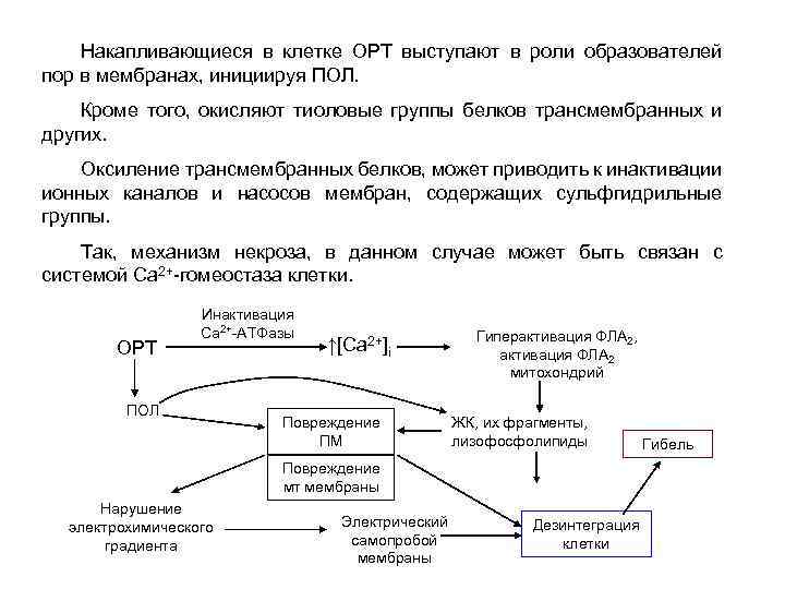 Накапливающиеся в клетке ОРТ выступают в роли образователей пор в мембранах, инициируя ПОЛ. Кроме