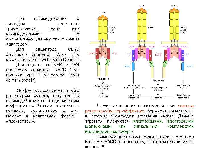 При взаимодействии с лигандом рецепторы тримеризуются, после чего взаимодействуют с соответствующим внутриклеточным адаптером. Для