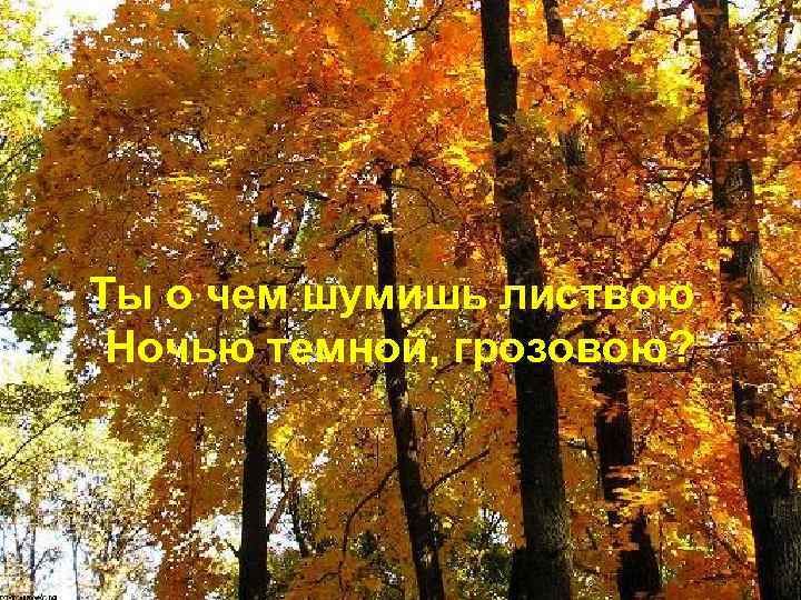 Ты о чем шумишь листвою Ночью темной, грозовою? 
