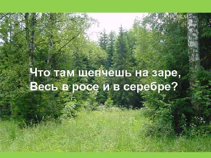Что там шепчешь на заре, Весь в росе и в серебре? 