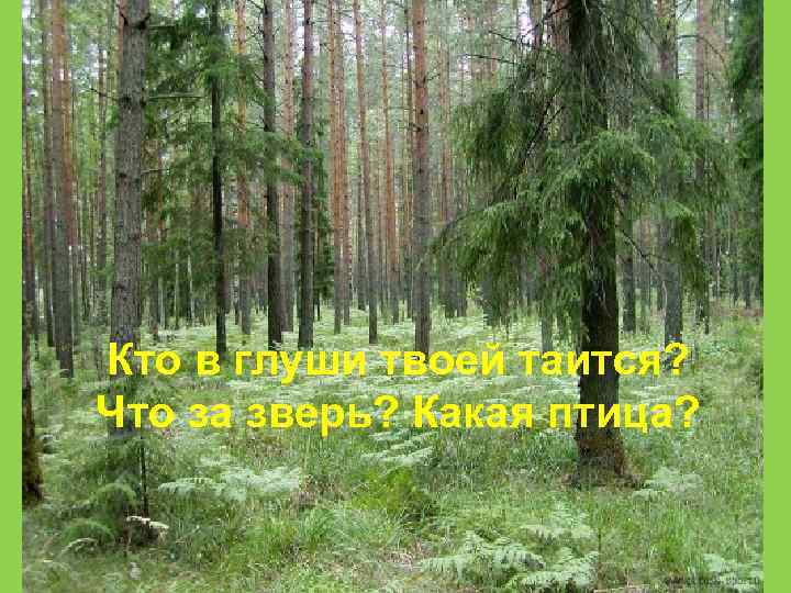 Кто в глуши твоей таится? Что за зверь? Какая птица? 
