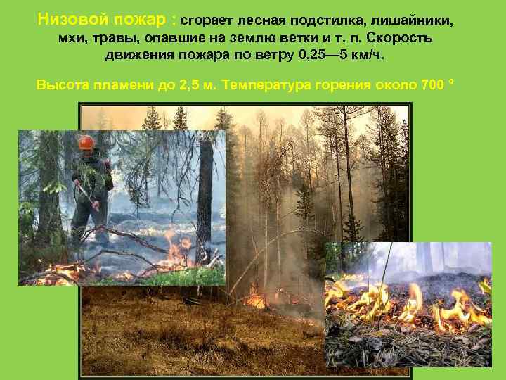 Низовой пожар : сгорает лесная подстилка, лишайники, мхи, травы, опавшие на землю ветки и