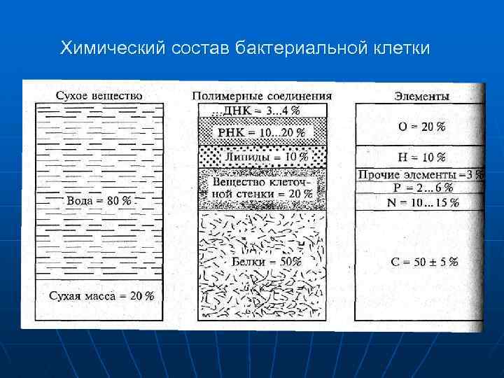 Химический состав бактериальной клетки 