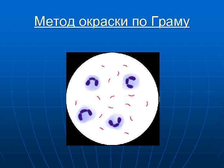 Метод окраски по Граму 