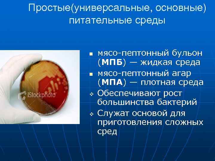 Простые(универсальные, основные) питательные среды n n v v мясо-пептонный бульон (МПБ) — жидкая среда