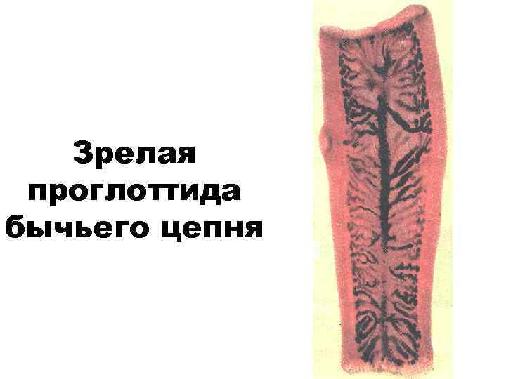 Зрелая проглоттида бычьего цепня 
