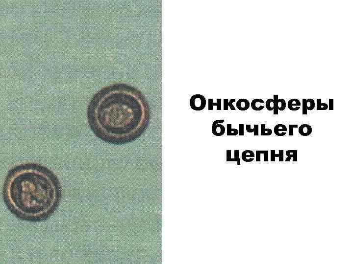 Онкосферы бычьего цепня 