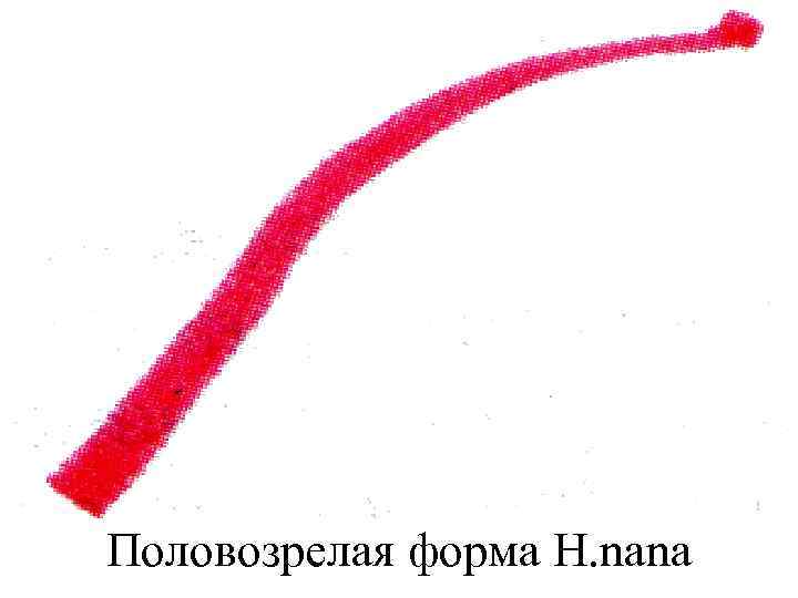 Половозрелая форма H. nana 