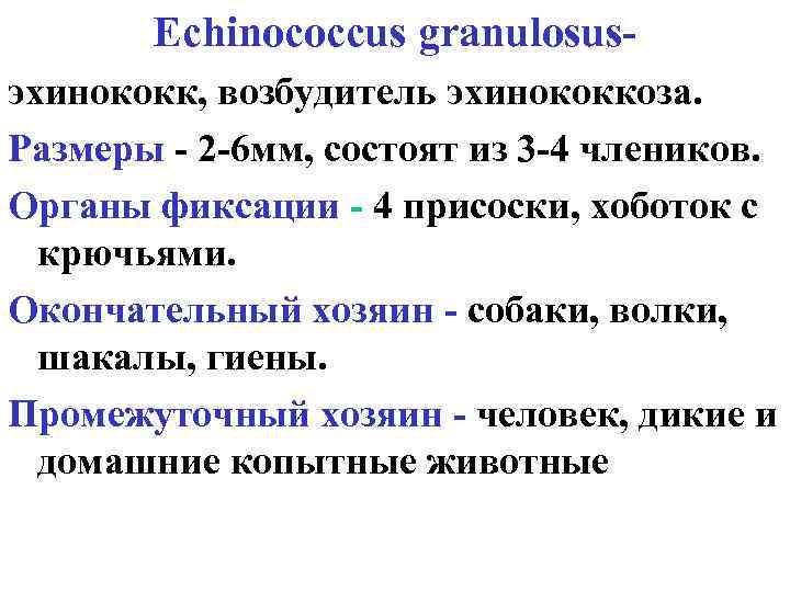 Echinococcus granulosusэхинококк, возбудитель эхинококкоза. Размеры - 2 -6 мм, состоят из 3 -4 члеников.
