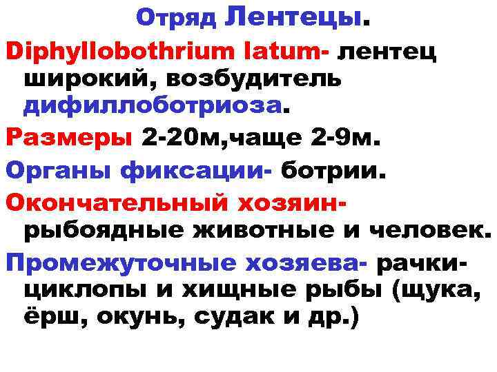 Отряд Лентецы. Diphyllobothrium latum- лентец широкий, возбудитель дифиллоботриоза. Размеры 2 -20 м, чаще 2
