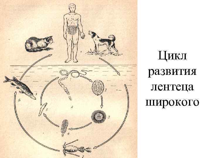 Какой цифрой обозначен на рисунке промежуточный хозяин широкого лентеца